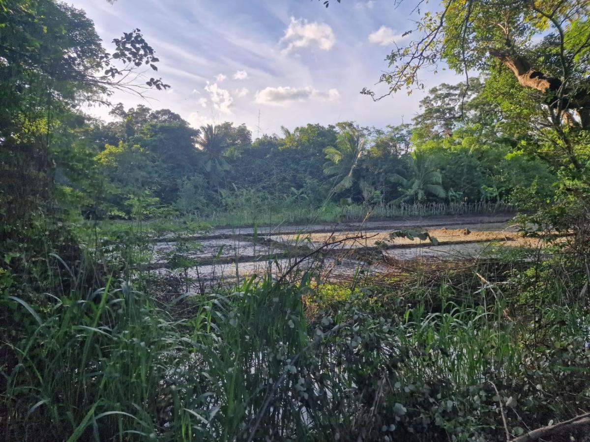 Sigiriya Cottage Екстериор снимка